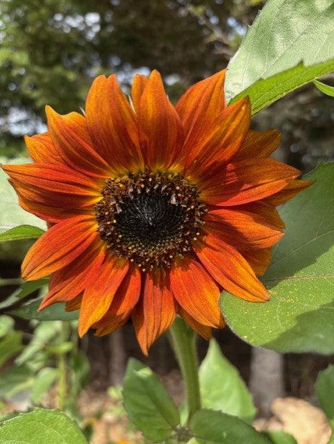 Autumn Beauty Sunflower Seeds