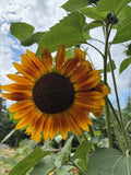 Autumn Beauty Sunflower Seeds