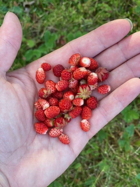 Alexandria Strawberry Seeds