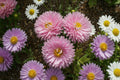 Crego Mix Aster Seeds