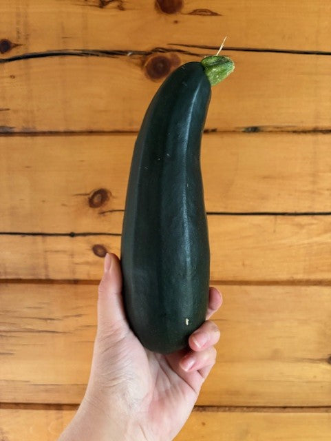Black Beauty Zucchini Seeds