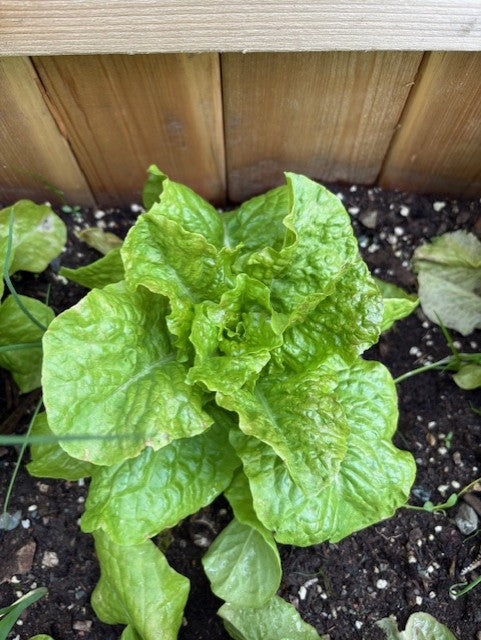 Bronze Mignonette Lettuce Seeds