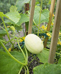 Dragon's Egg Cucumber Seeds