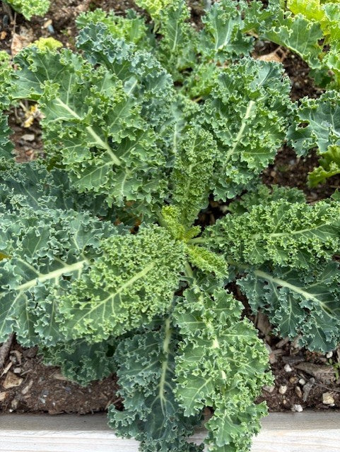 Dwarf Blue Curled Kale Seeds