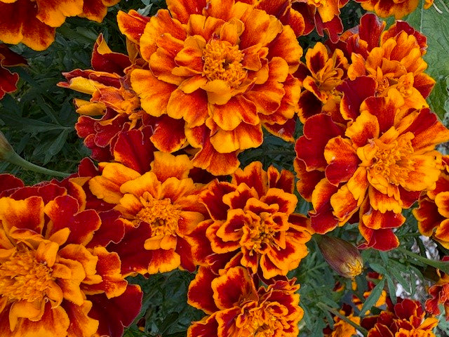 French Marigold Seeds
