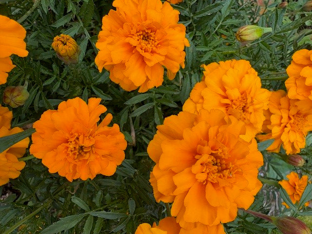 French Marigold Seeds