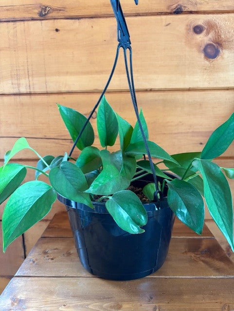 Jade Pothos