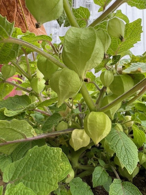 Goldie Ground Cherry Seeds