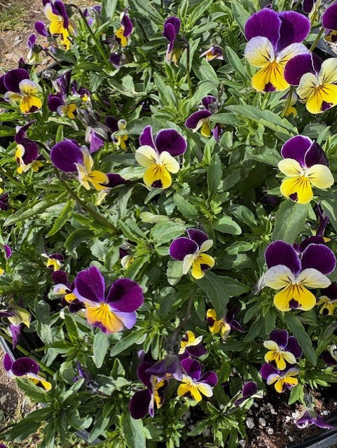 Johnny Jump Up Viola Seeds