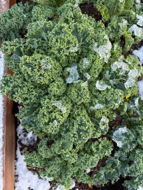 Dwarf Blue Curled Kale Seeds