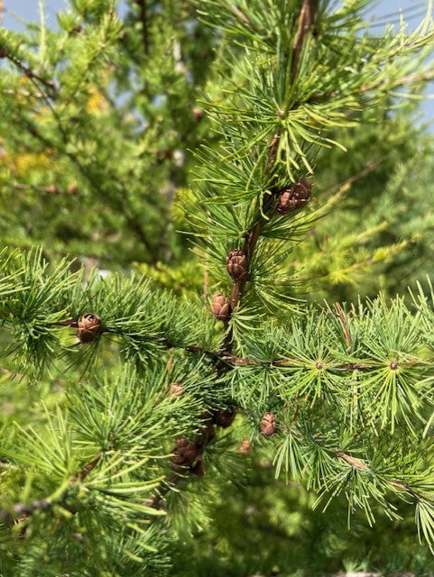 Tamarack Larch Seeds