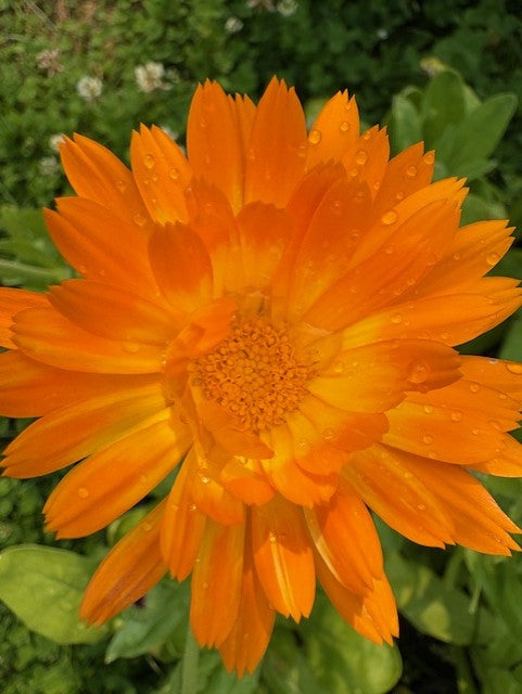 Pacific Beauty Calendula Seeds