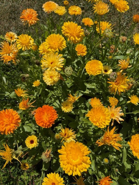 Pacific Beauty Calendula Seeds