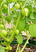Pineapple Tomatillo Seeds