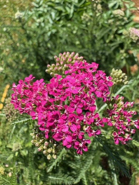 Red Yarrow 'Cerise Queen' Seeds
