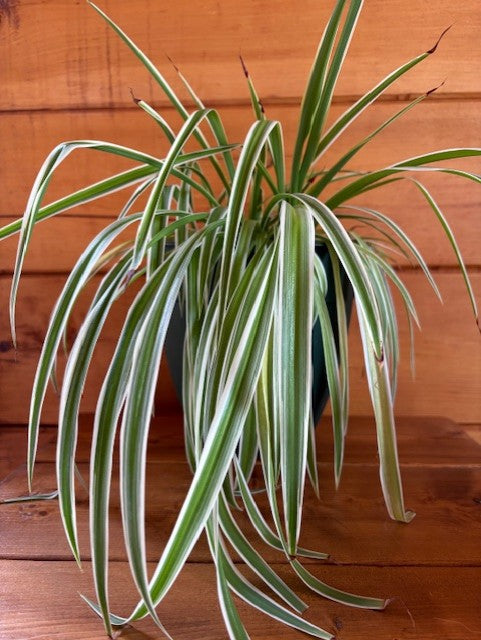 Variegated Spider Plant