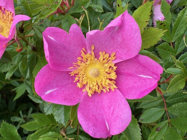 Beach Rose Seeds