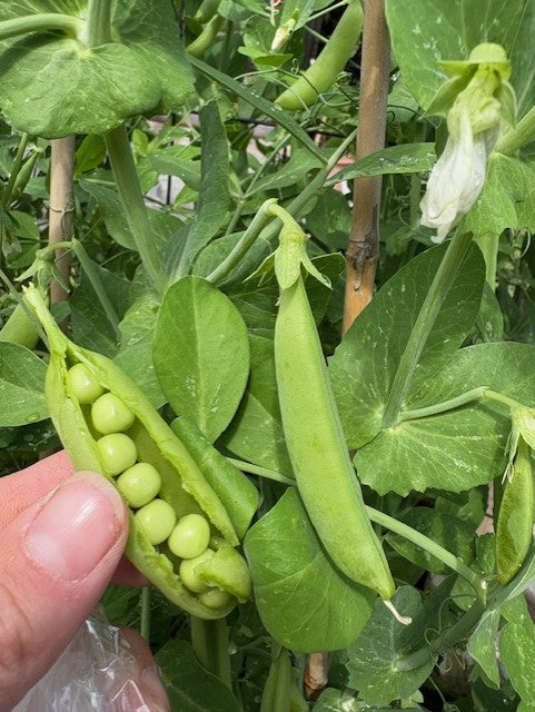 Sugar Ann Pea Seeds