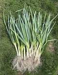 Tokyo Long White Bunching Onion Seeds